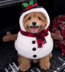 Christmas Snowman Dog Costume – Festive Pet Clothes for Dogs and Cats
